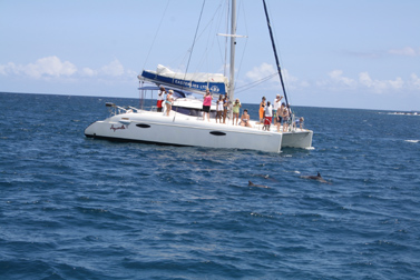 3_Nage avec les dauphins