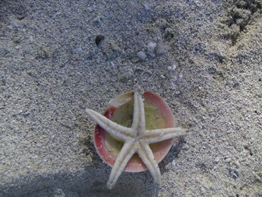 6_Etoile de mer